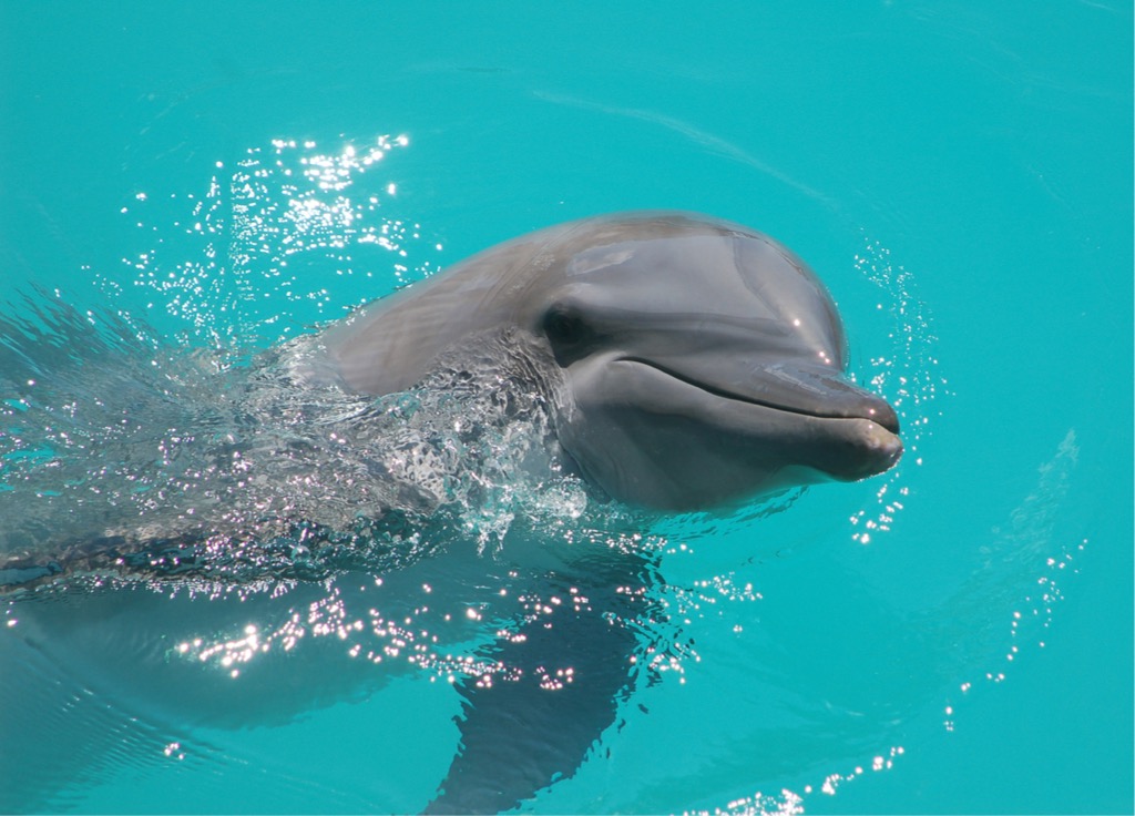 Dolphin swimming close up